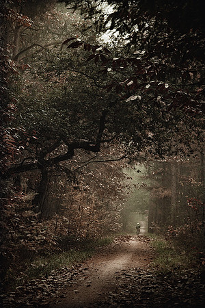 Through the seasons