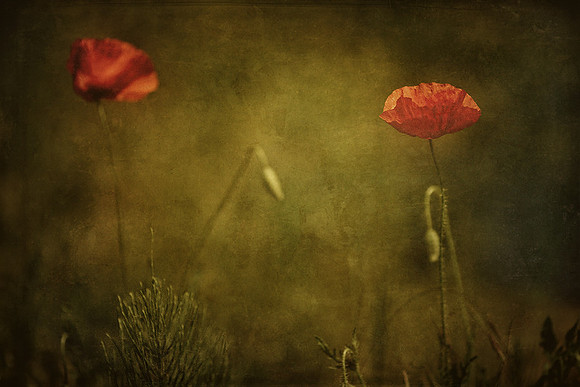 Midsummer romance